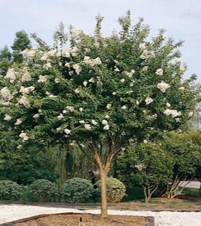15g Natchez Crape Myrtle